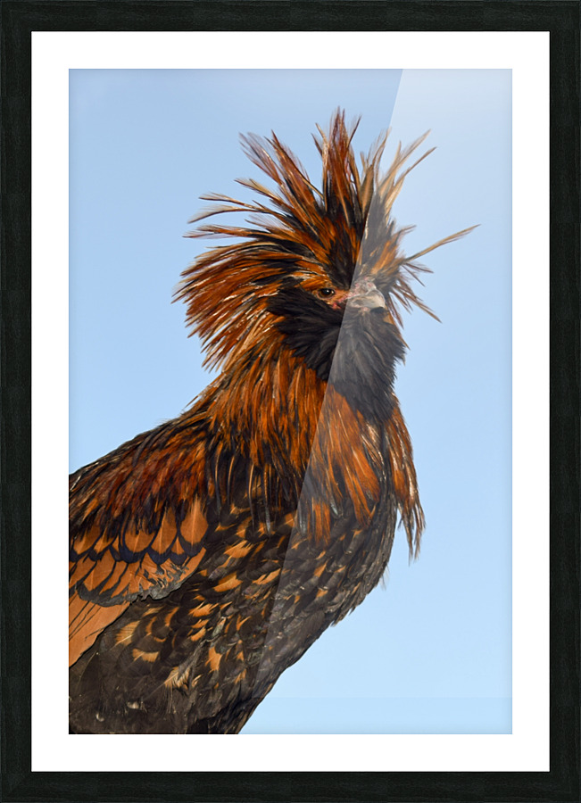 Nevada Rooster 2 Picture Frame print