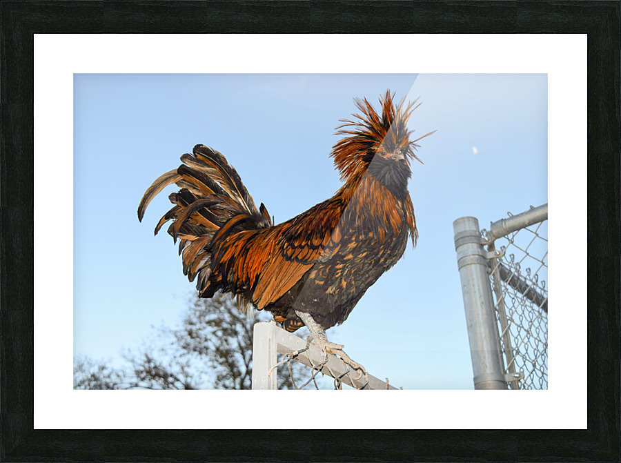 Nevada Rooster Picture Frame print
