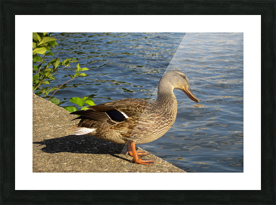 Washington DC Duck Picture Frame print