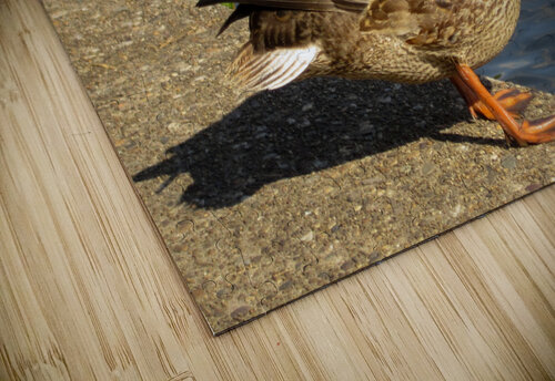 Washington DC Duck Jen Lynnd Gallery puzzle