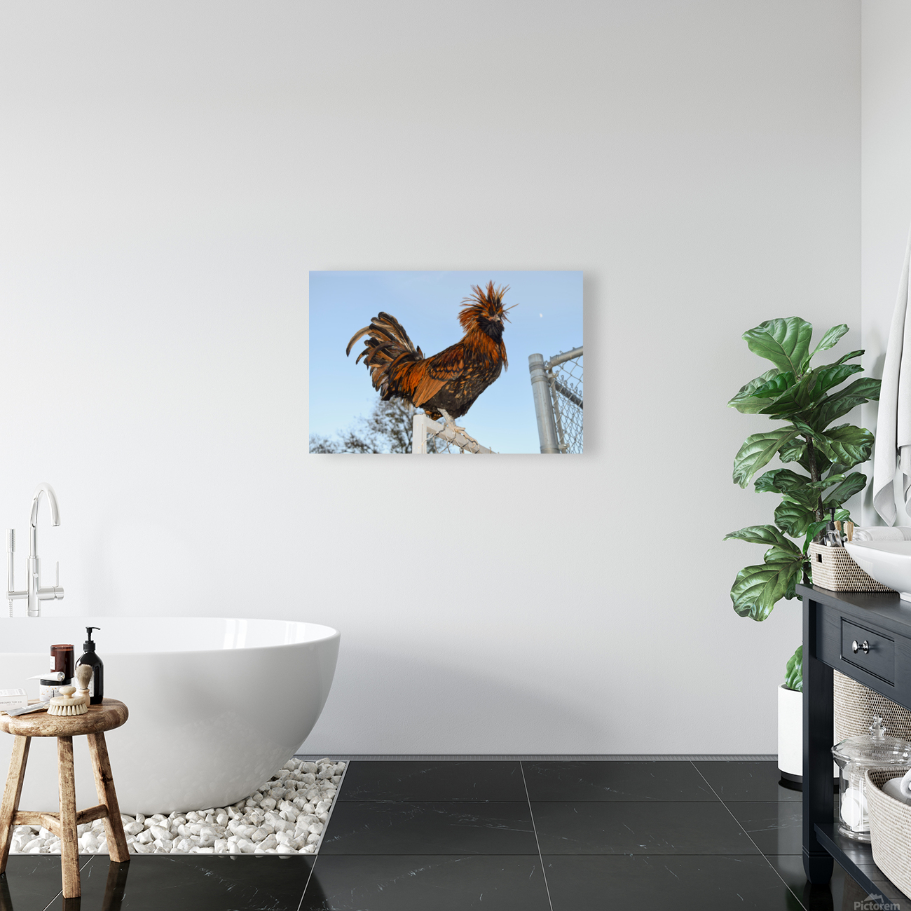 Nevada Rooster Reproduction
