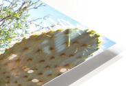 Nevada Cactus HD Metal print