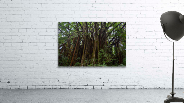Hawaii Canopy Wall Preview