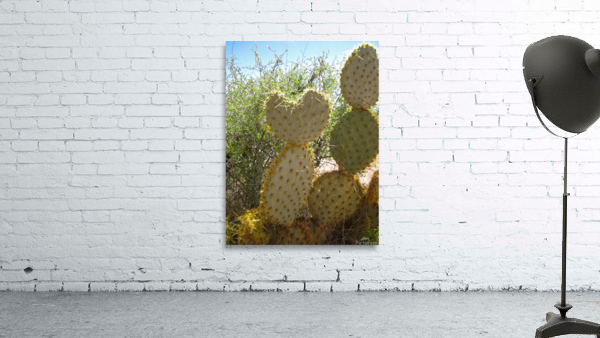 Nevada Cactus Wall Preview