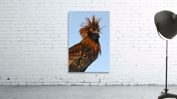 Nevada Rooster 2 Wall Preview