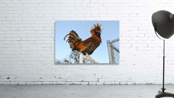 Nevada Rooster Wall Preview