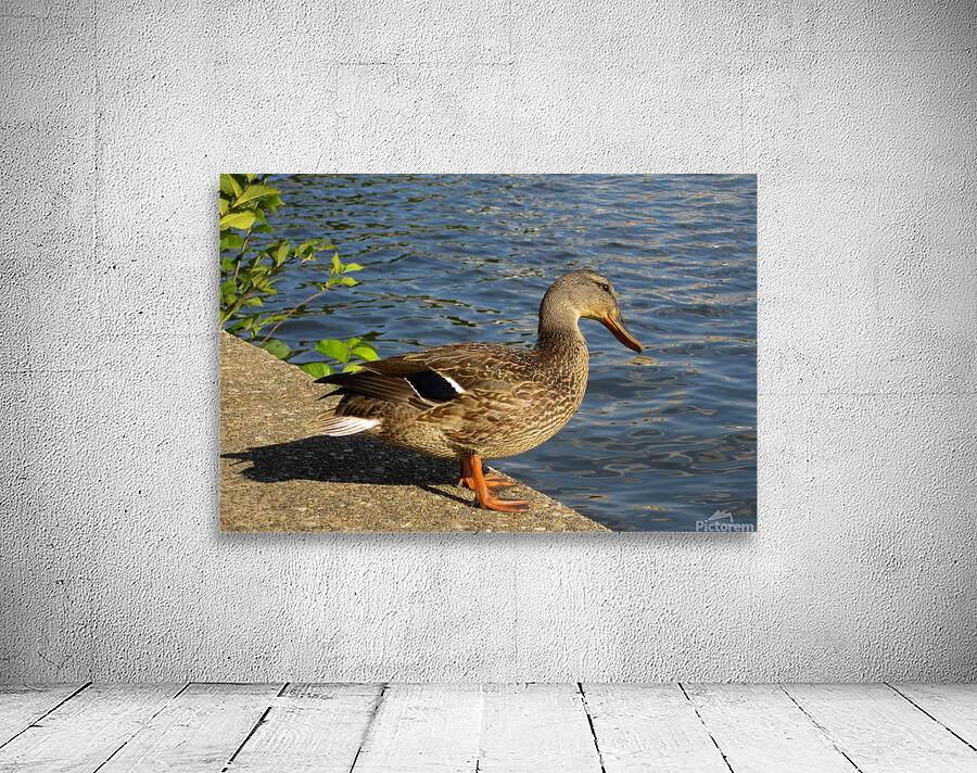 Washington DC Duck Wall Preview