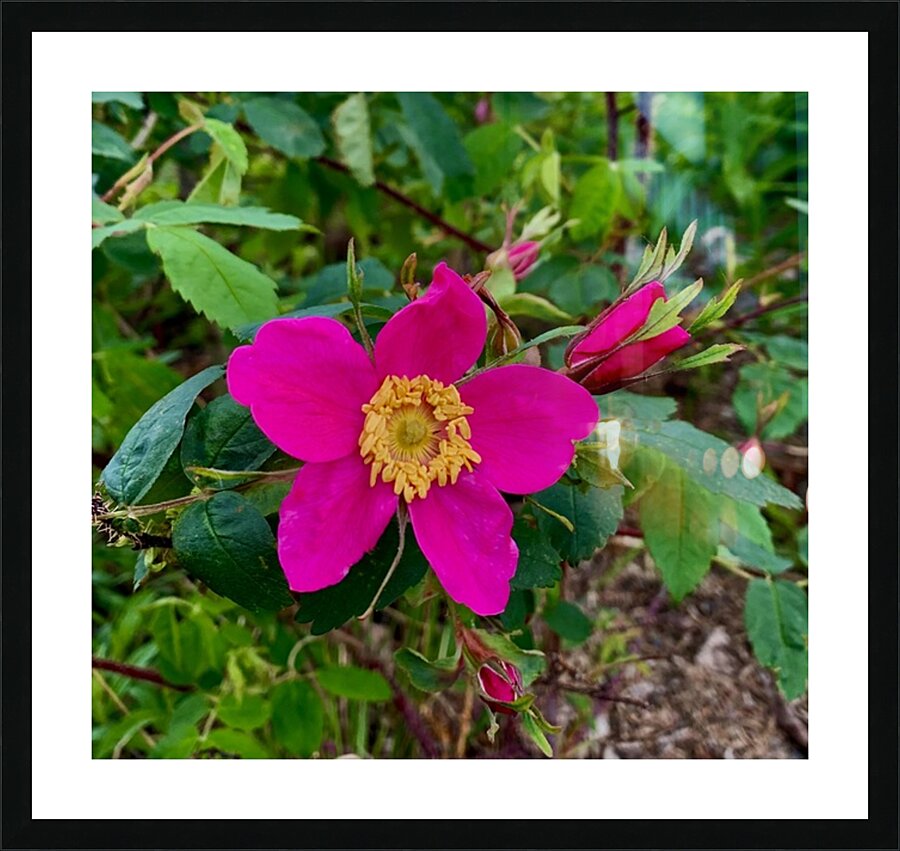Flower IMG 0702 Picture Frame print