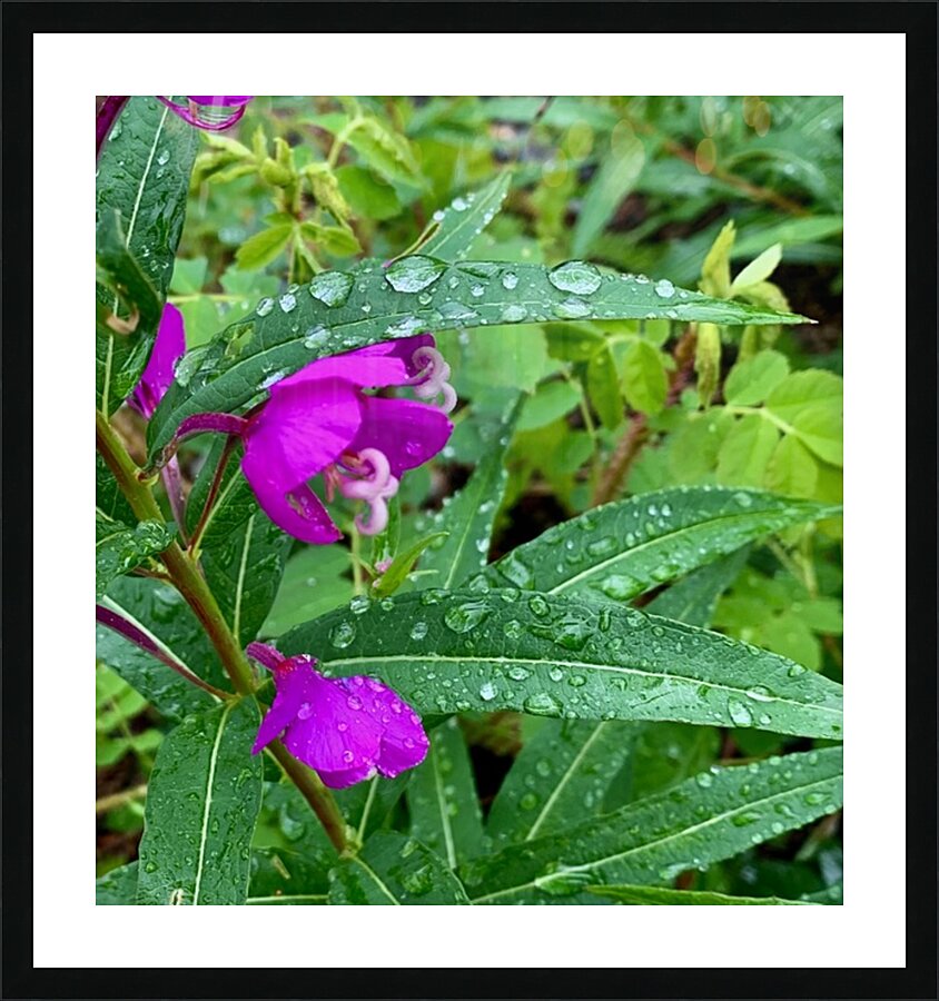 Flowers IMG 1979 Picture Frame print