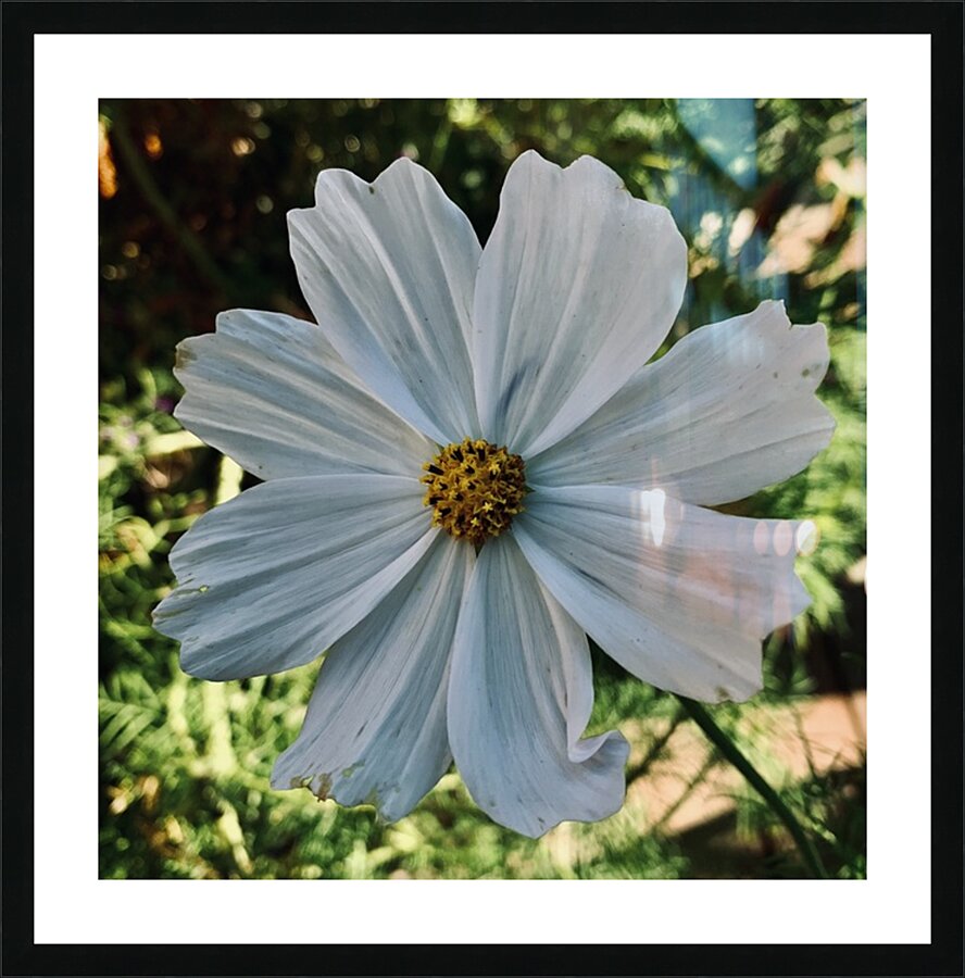 Flower IMG 4101 Picture Frame print