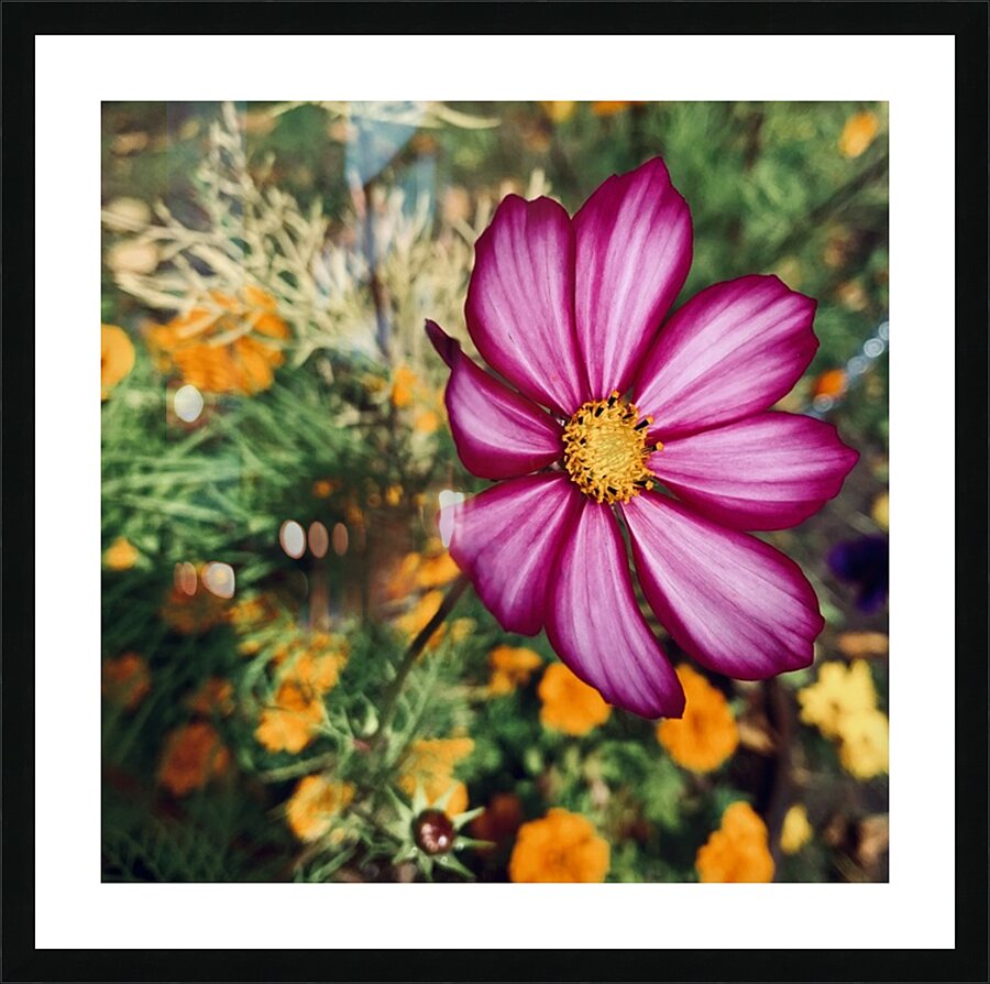 Flower IMG 4115 Picture Frame print