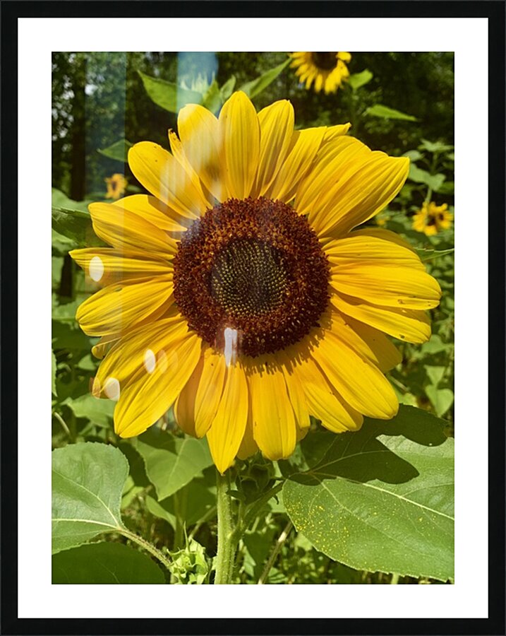 Sunflower IMG 7186 Picture Frame print