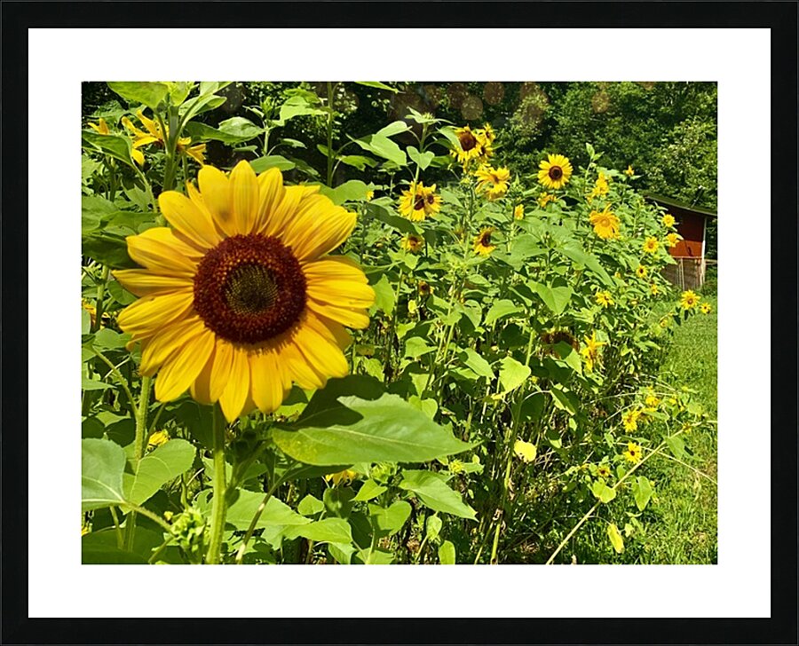 Sunflower IMG 7187 Picture Frame print
