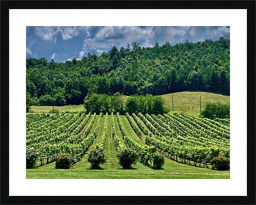 Vineyard IMG 7824 Picture Frame print
