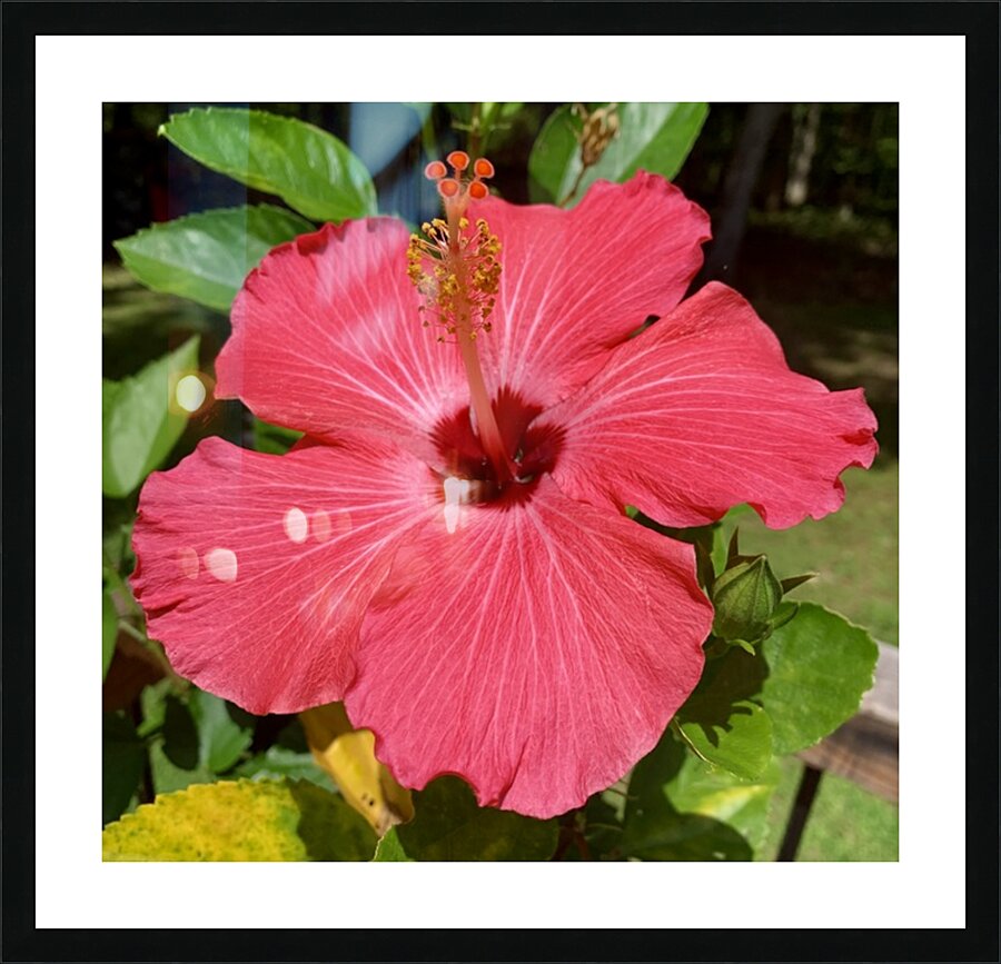  Fine Art print