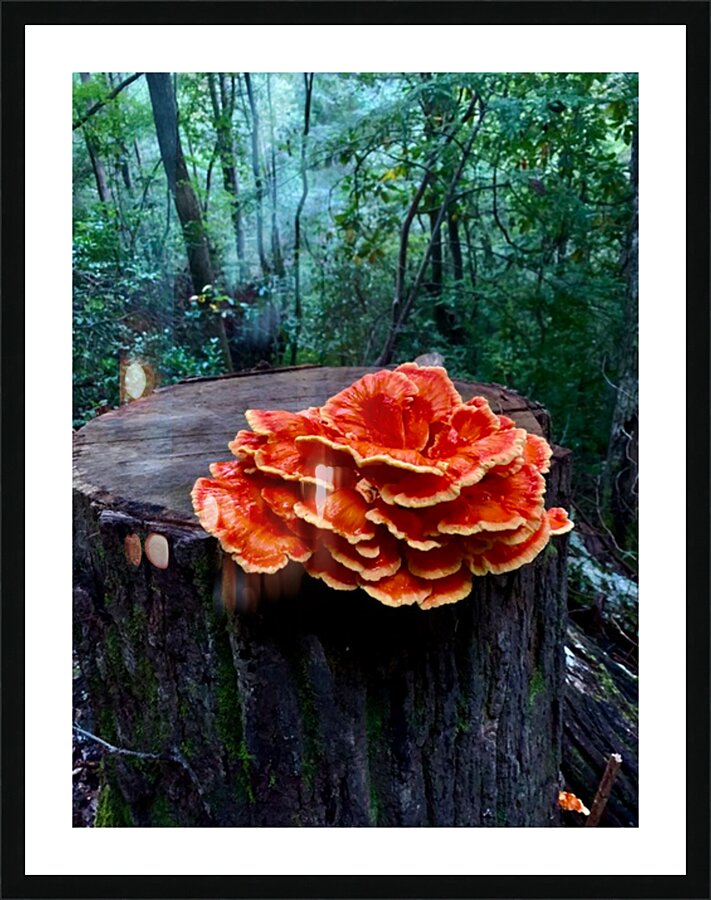  Fine Art print