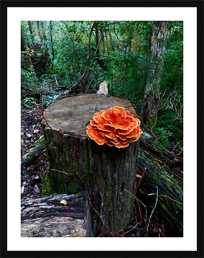  Fine Art print