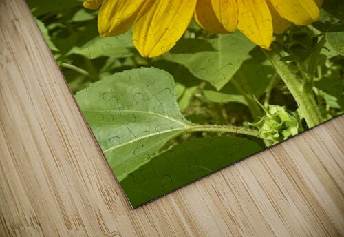Sunflower IMG 7186 Scott Pientka puzzle