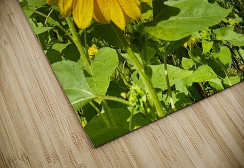 Sunflower IMG 7187 Scott Pientka puzzle