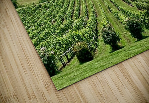 Vineyard IMG 7824 Scott Pientka puzzle