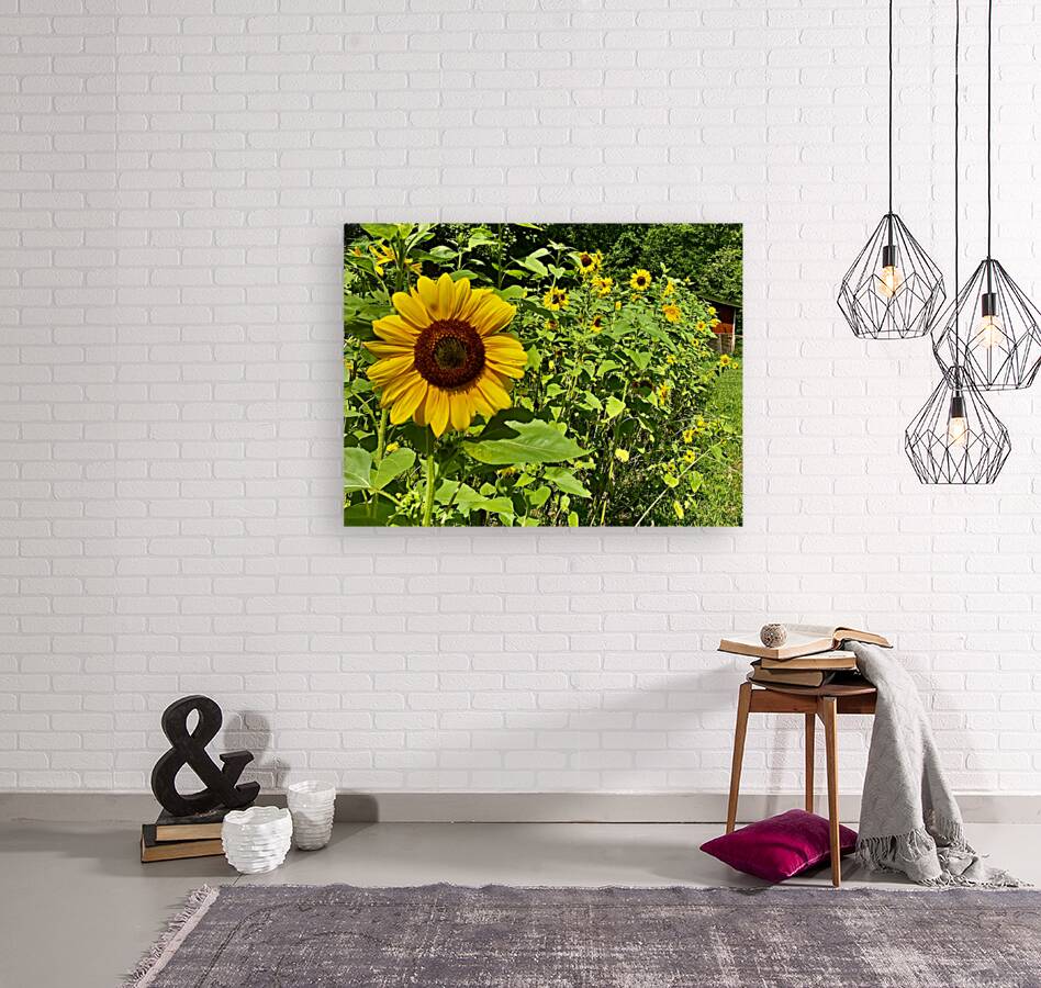 Sunflower IMG 7187 Reproduction