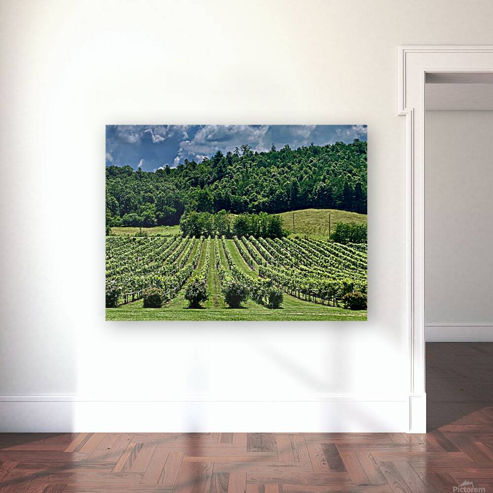 Vineyard IMG 7824 Reproduction