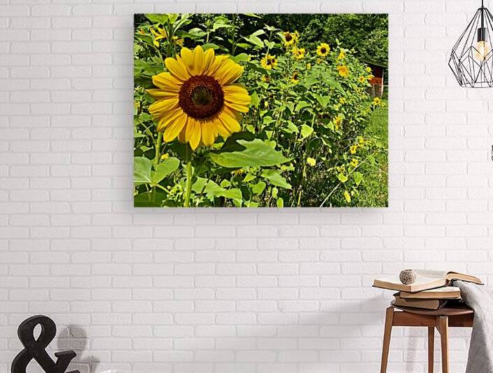 Sunflower IMG 7187 Reproduction