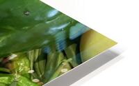 Veggies IMG 4010 HD Metal print