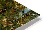 Fall Trees HD Metal print