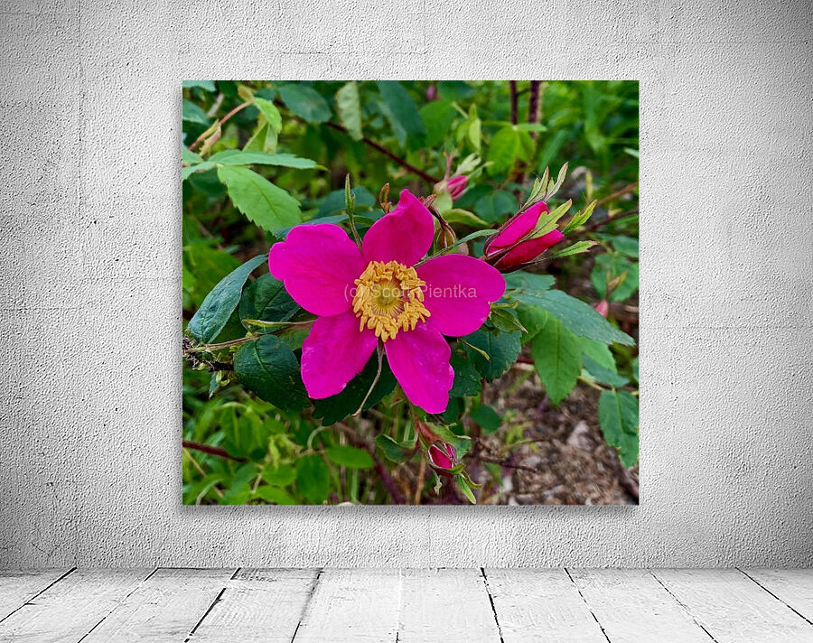 Flower IMG 0702 Wall Preview