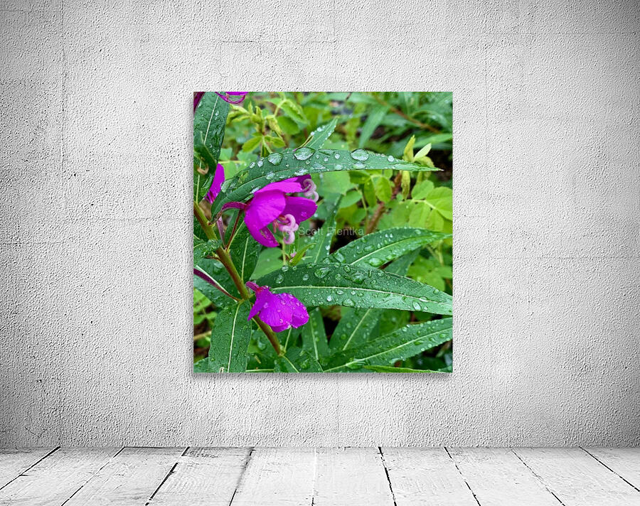 Flowers IMG 1979 Wall Preview