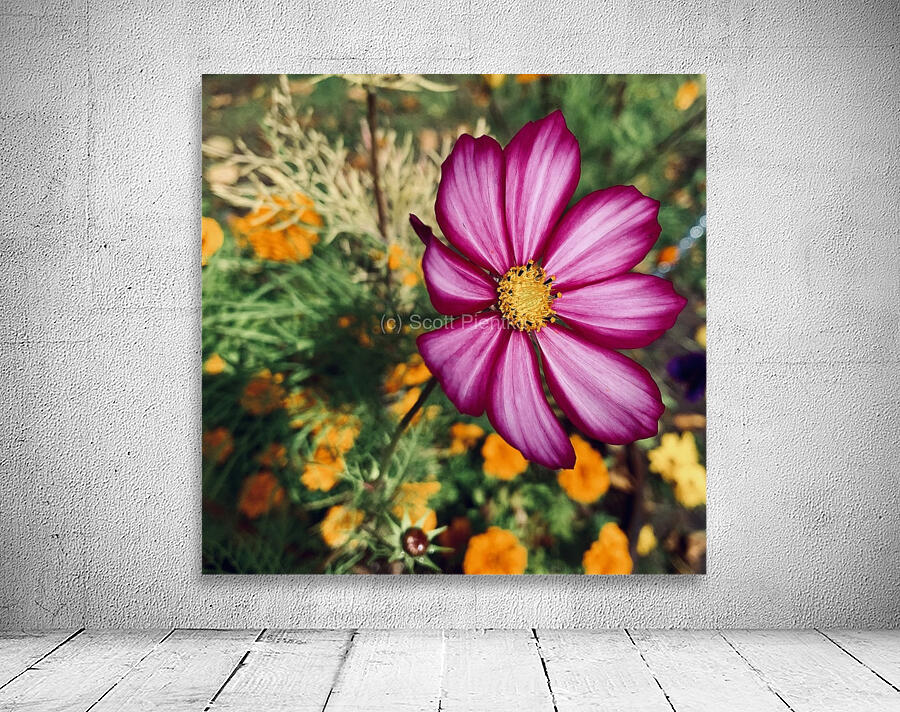 Flower IMG 4115 Wall Preview