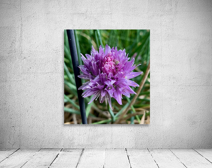 Purple Chive Flower Wall Preview