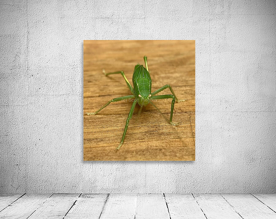 Green Bug IMG 6797 Wall Preview