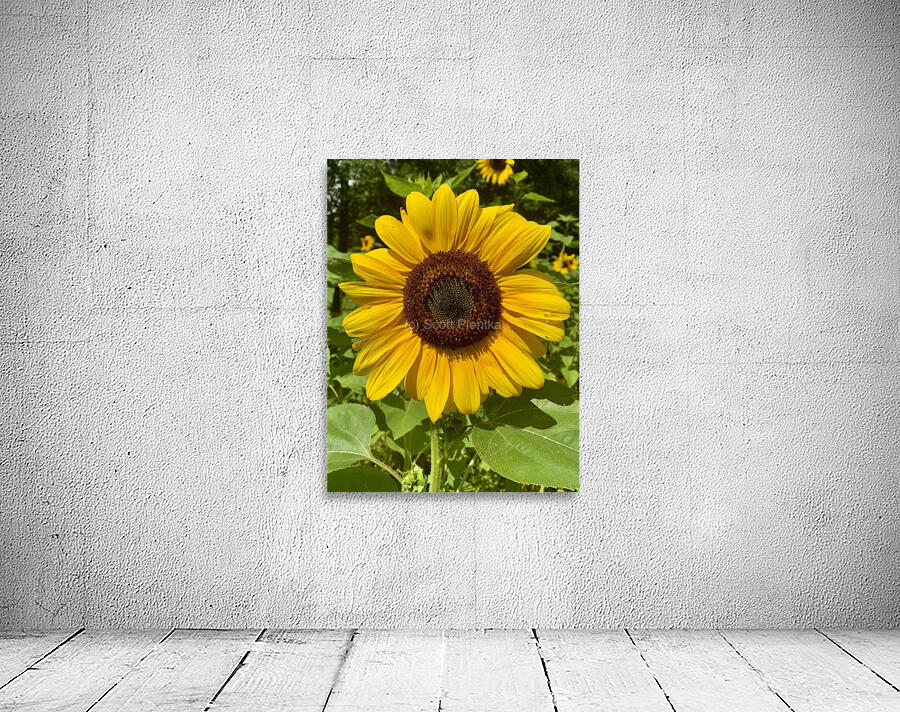 Sunflower IMG 7186 Wall Preview