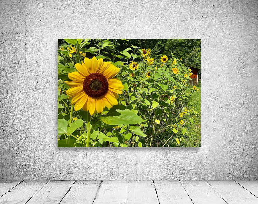 Sunflower IMG 7187 Wall Preview