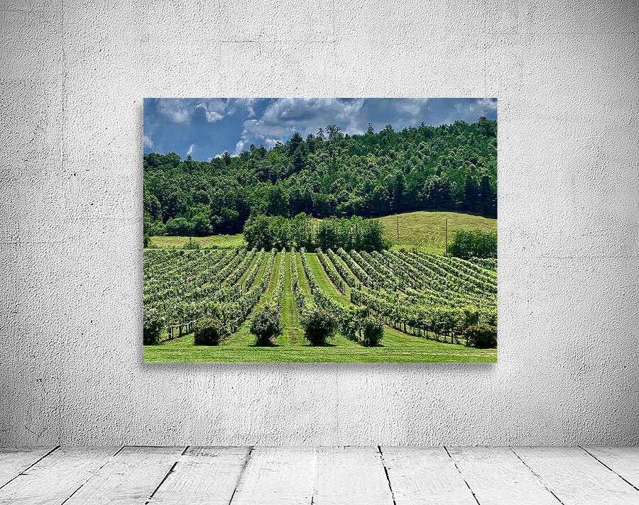 Vineyard IMG 7824 Wall Preview