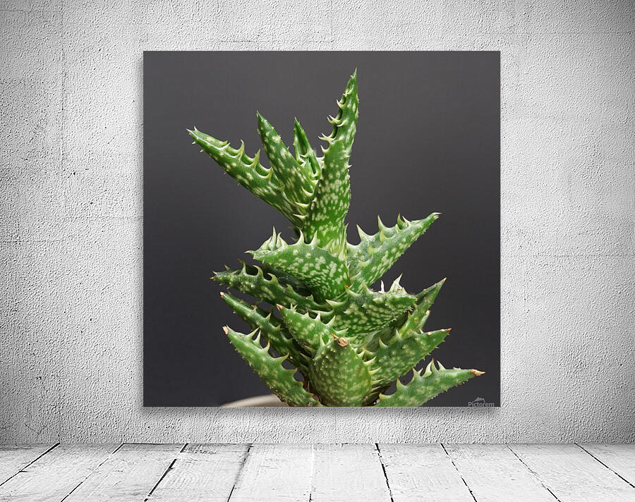 Tiger tooth aloe Wall Preview