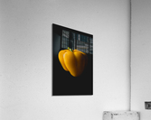 Yellow Pepper Acrylic Print