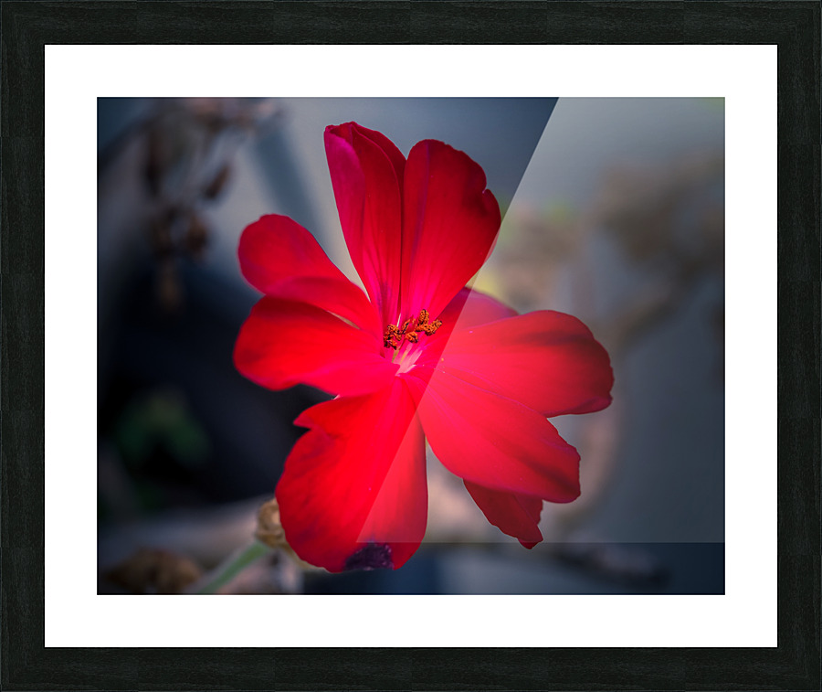 Red Picture Frame print
