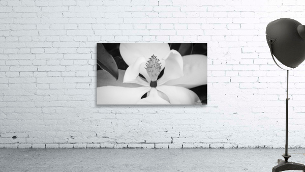 Magnolia  Wall Preview