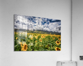 Sunflowers Maui Acrylic Print