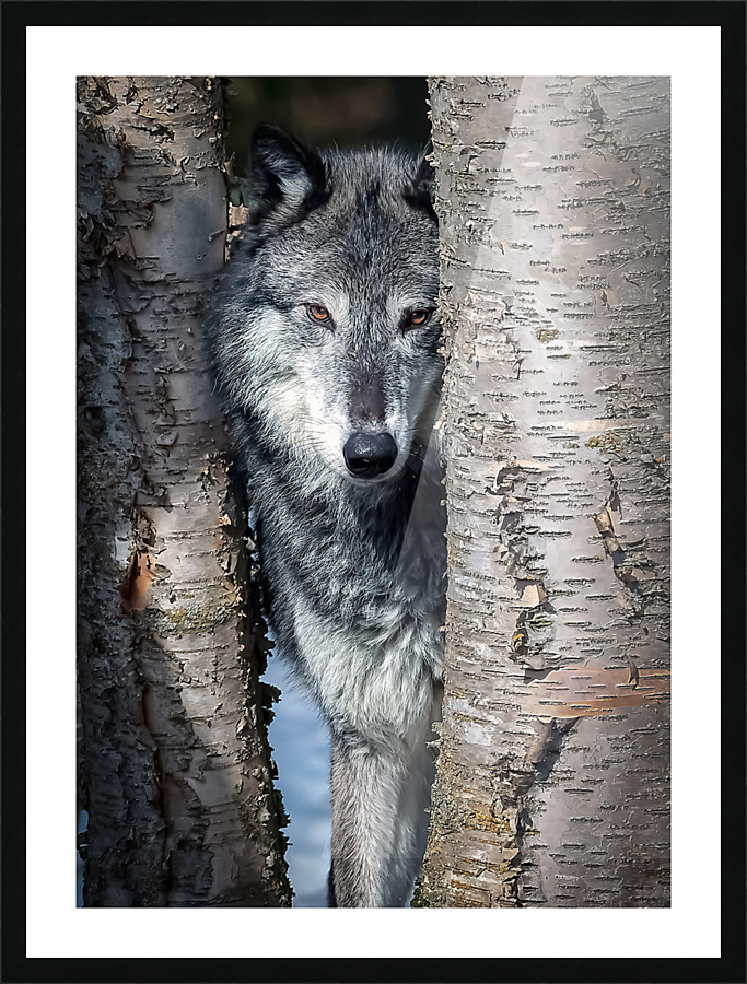  Fine Art print