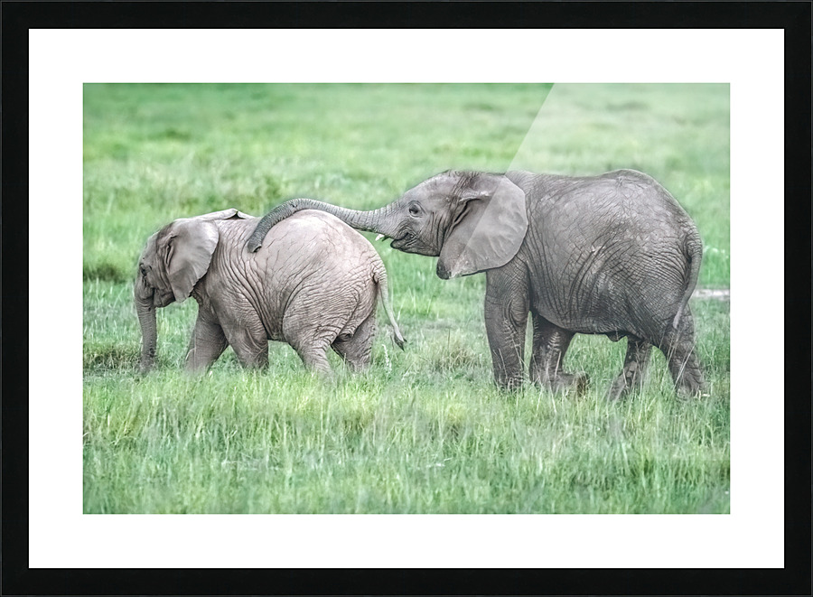  Fine Art print