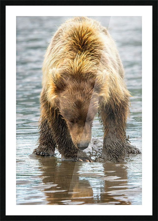  Fine Art print