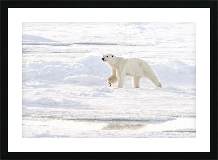 Polar Bear Ice Reflection Picture Frame print