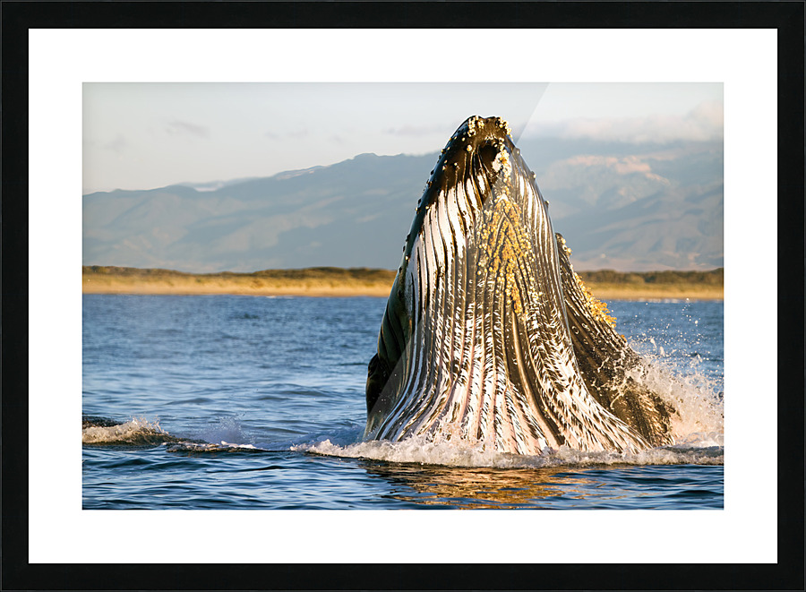  Fine Art print