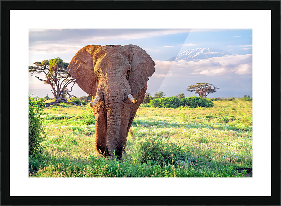  Fine Art print