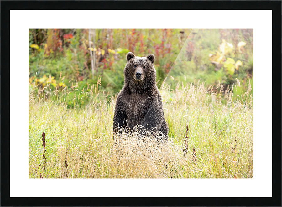  Fine Art print