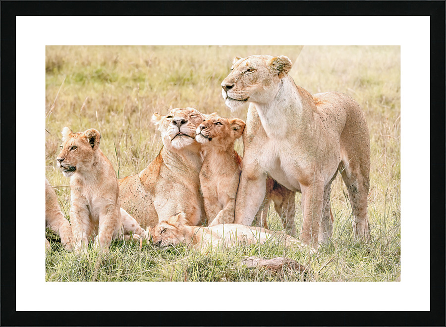  Fine Art print